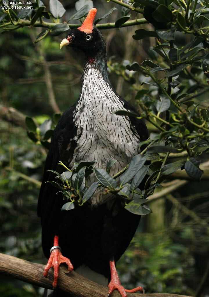 Horned Guan