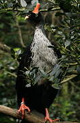 Horned Guan