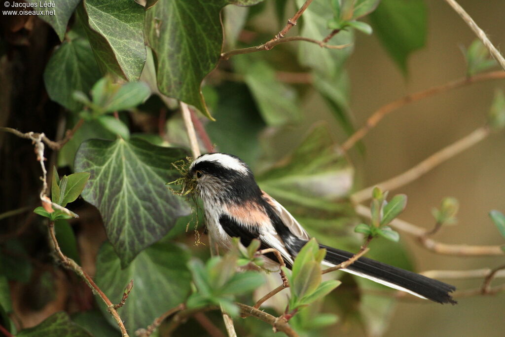 Long-tailed Tit