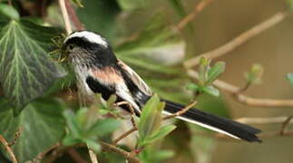 Long-tailed Tit