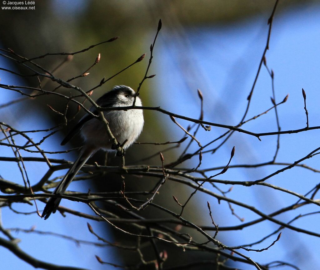 Long-tailed Tit