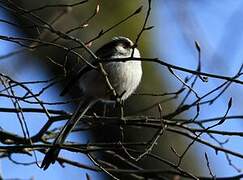 Long-tailed Tit