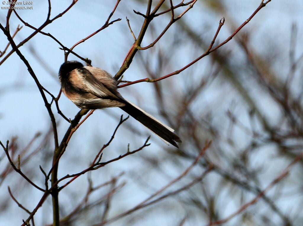 Long-tailed Tit