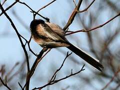 Long-tailed Tit