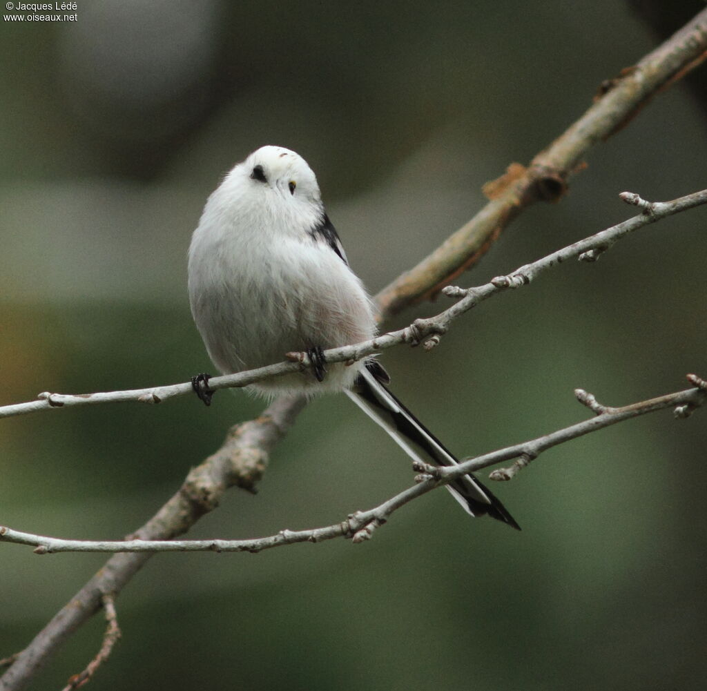 Long-tailed Tit