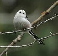 Long-tailed Tit