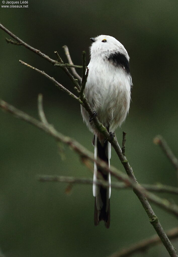 Long-tailed Tit