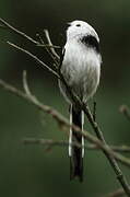 Long-tailed Tit