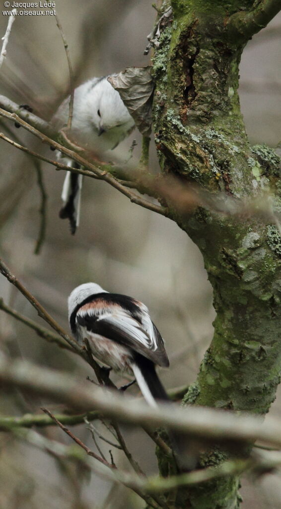 Long-tailed Tit