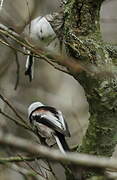 Long-tailed Tit