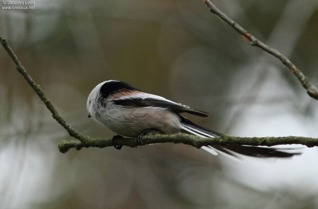 Long-tailed Tit