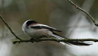 Long-tailed Tit