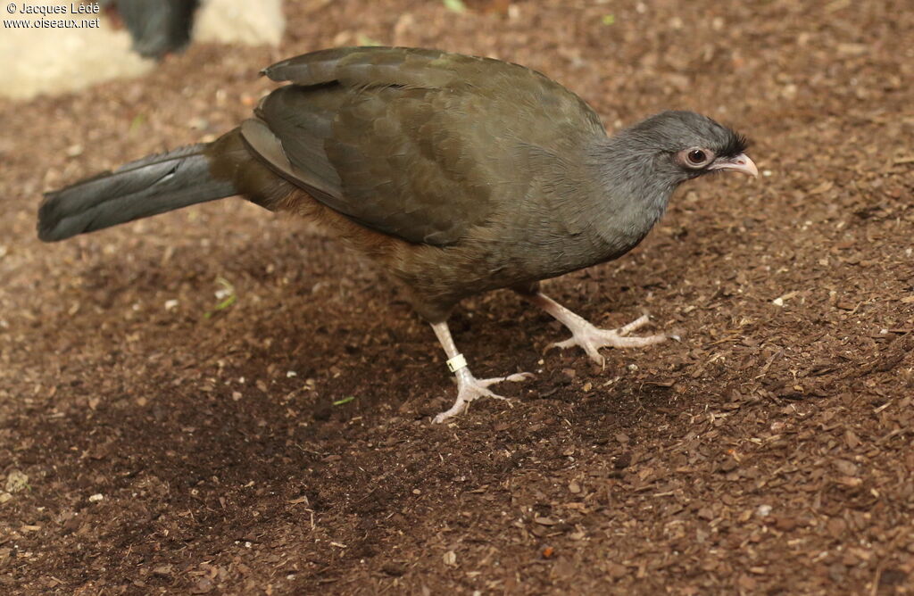 Ortalide du chaco