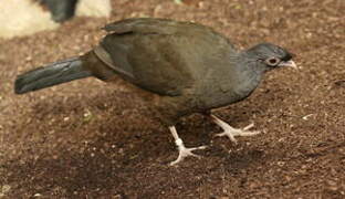 Chaco Chachalaca