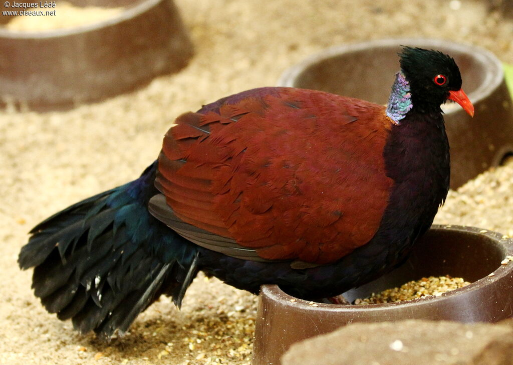 Pheasant Pigeon