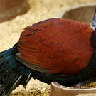 Otidiphaps noble