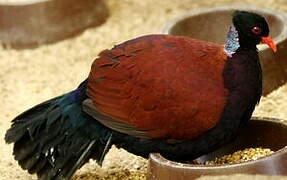 Pheasant Pigeon