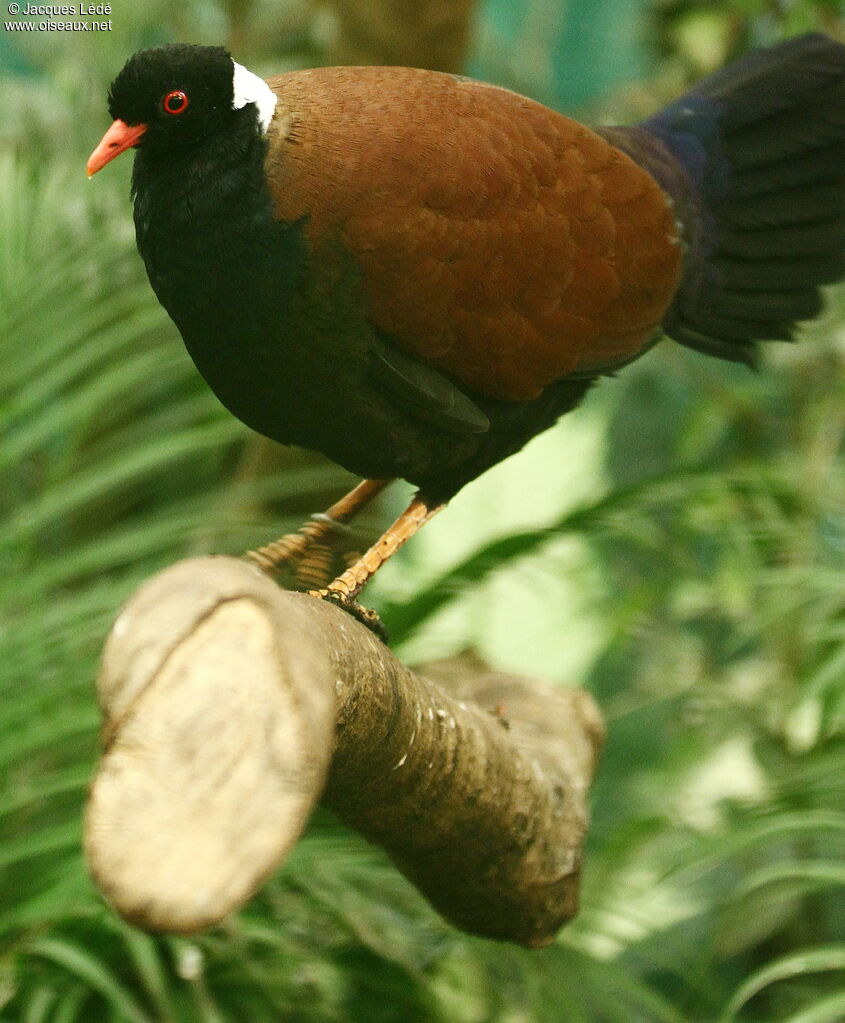 Pheasant Pigeon