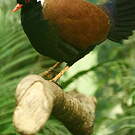 Otidiphaps noble