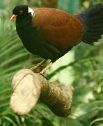 Pheasant Pigeon