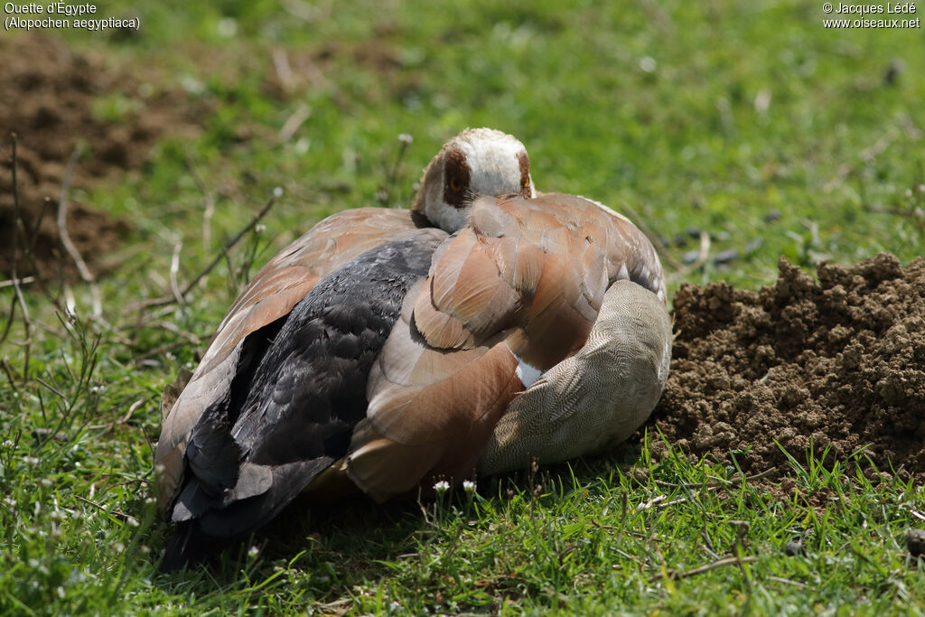 Egyptian Goose