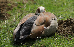 Egyptian Goose