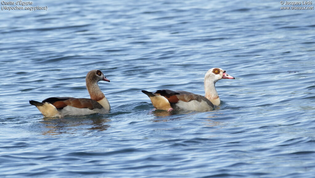 Egyptian Goose