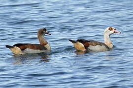 Egyptian Goose