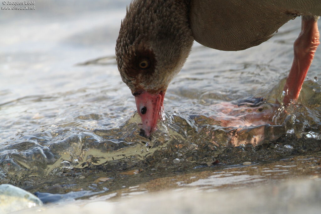 Egyptian Goose