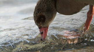 Egyptian Goose