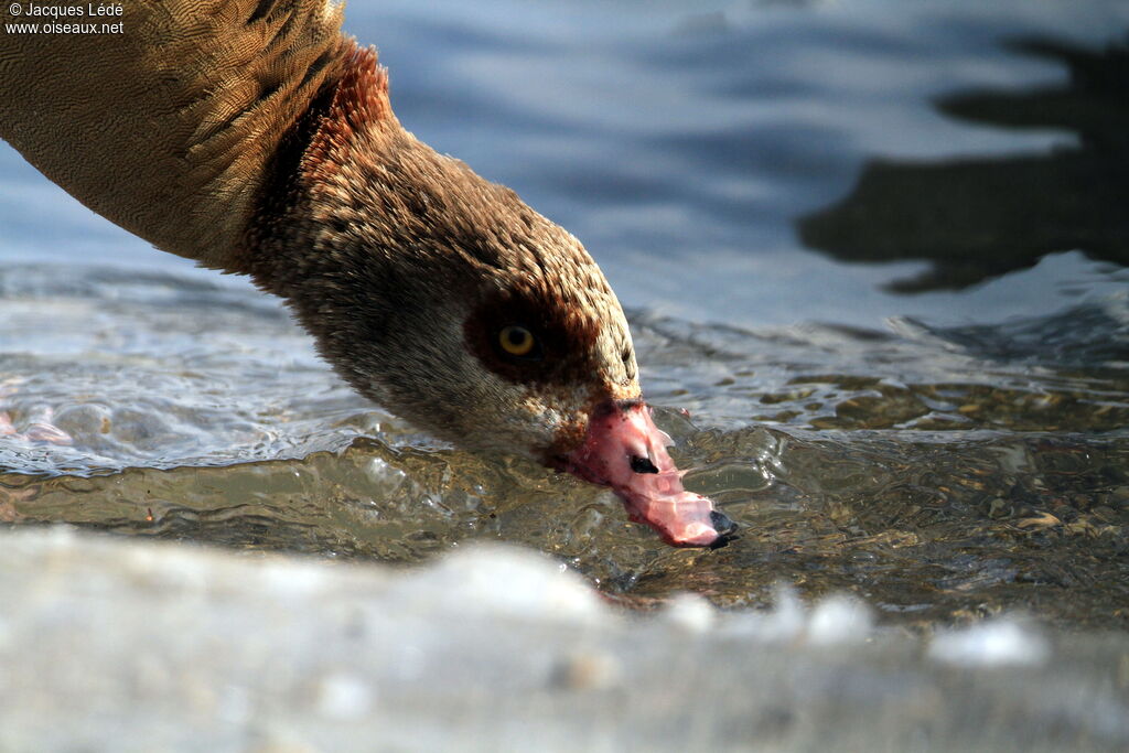 Egyptian Goose