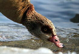 Egyptian Goose