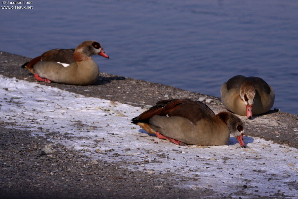 Egyptian Goose