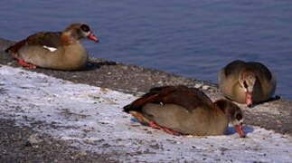 Egyptian Goose