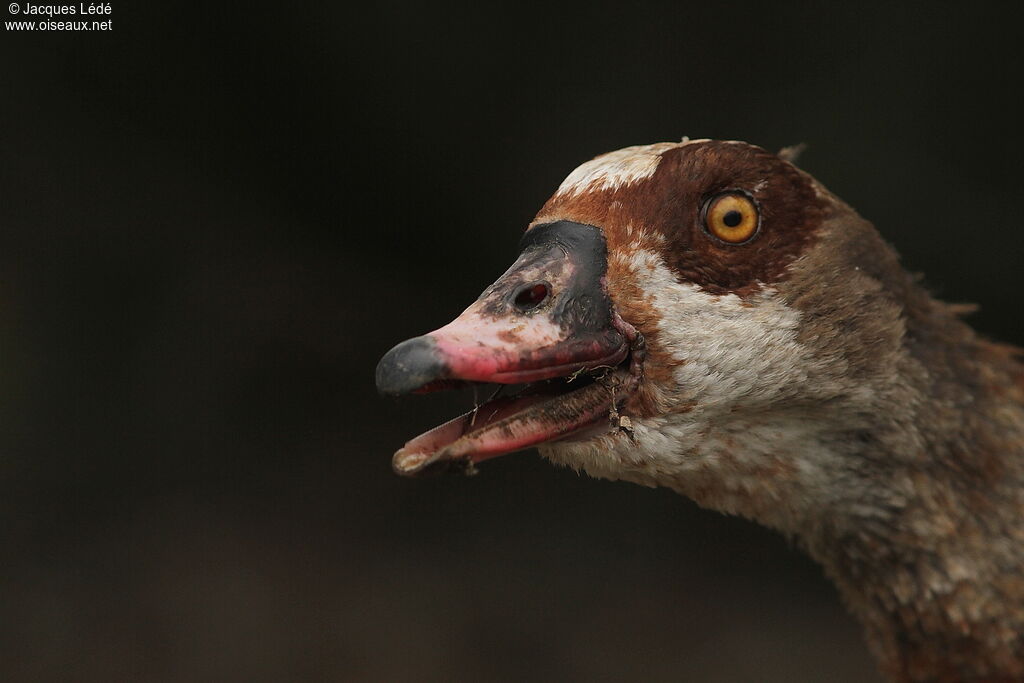 Egyptian Goose