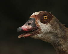 Egyptian Goose