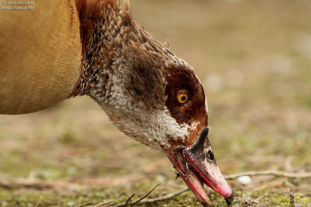 Egyptian Goose