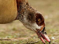 Egyptian Goose