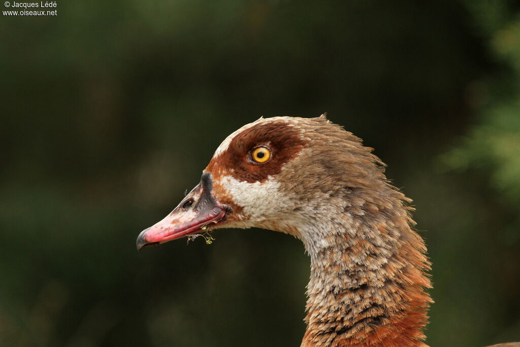 Egyptian Goose