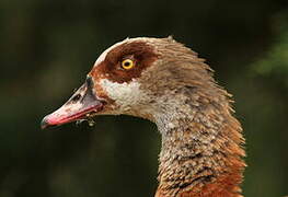 Egyptian Goose