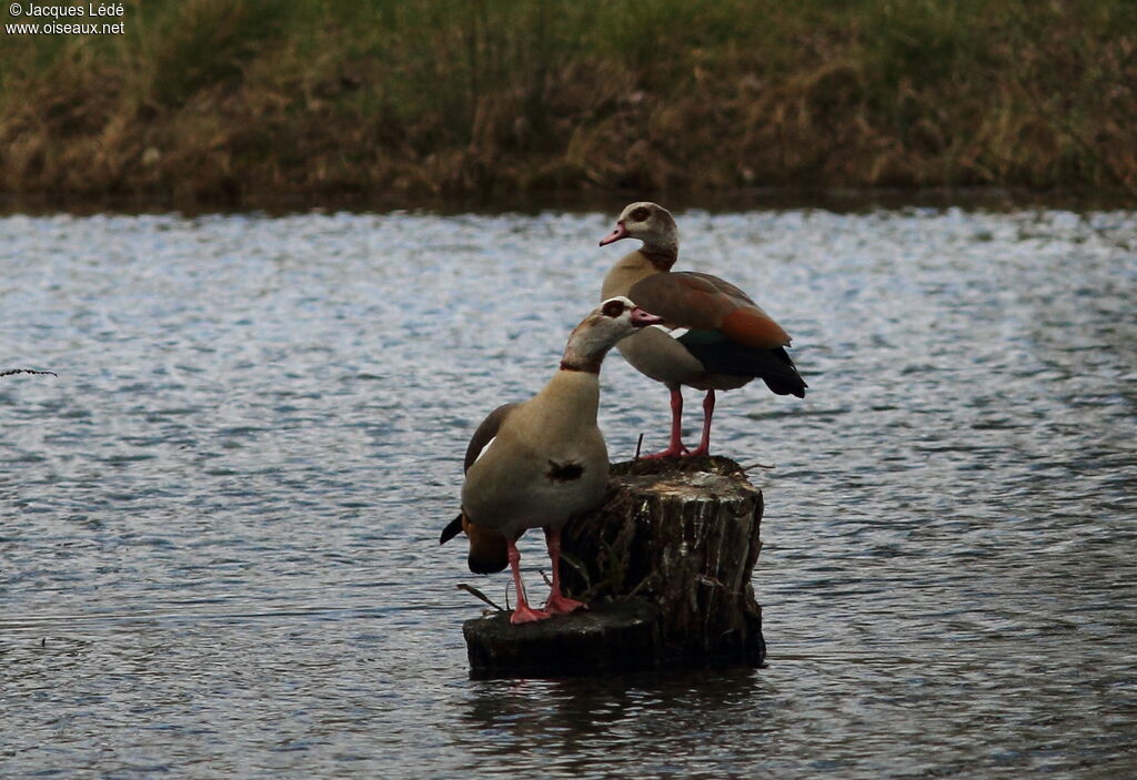 Egyptian Goose