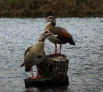 Egyptian Goose