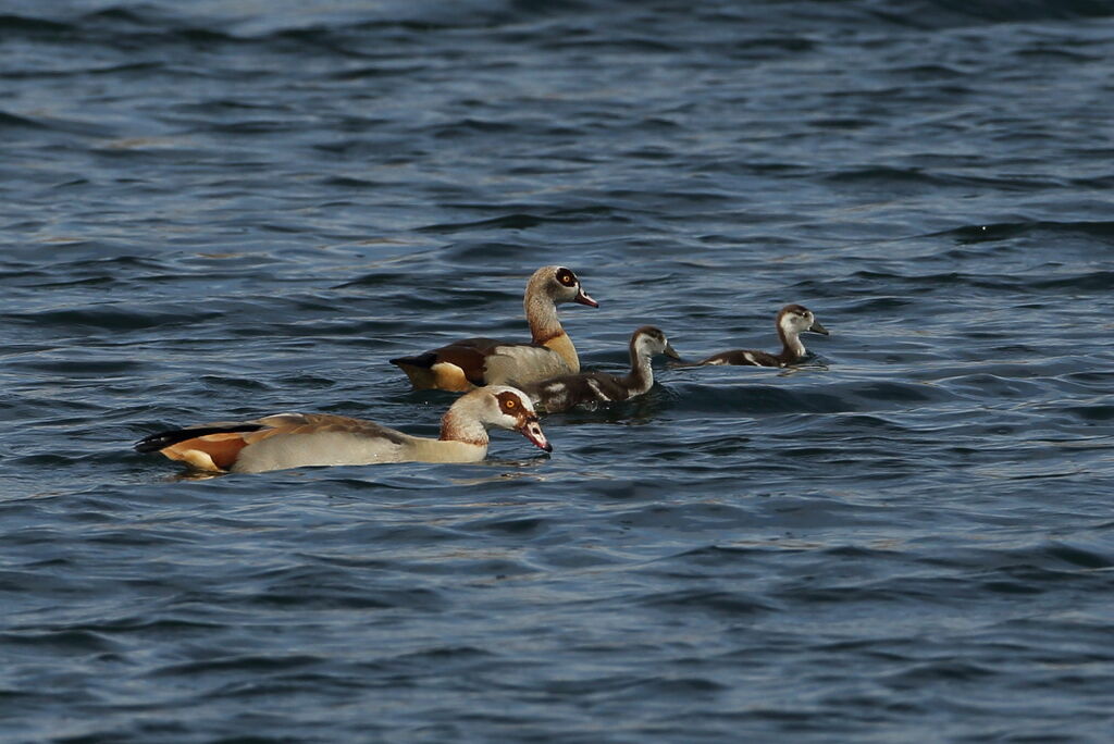 Egyptian Goose