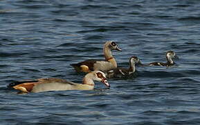 Egyptian Goose