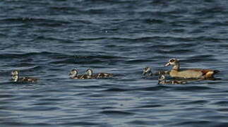 Egyptian Goose