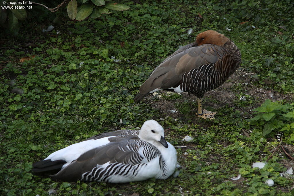 Upland Goose