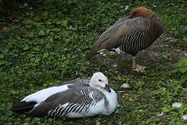 Upland Goose