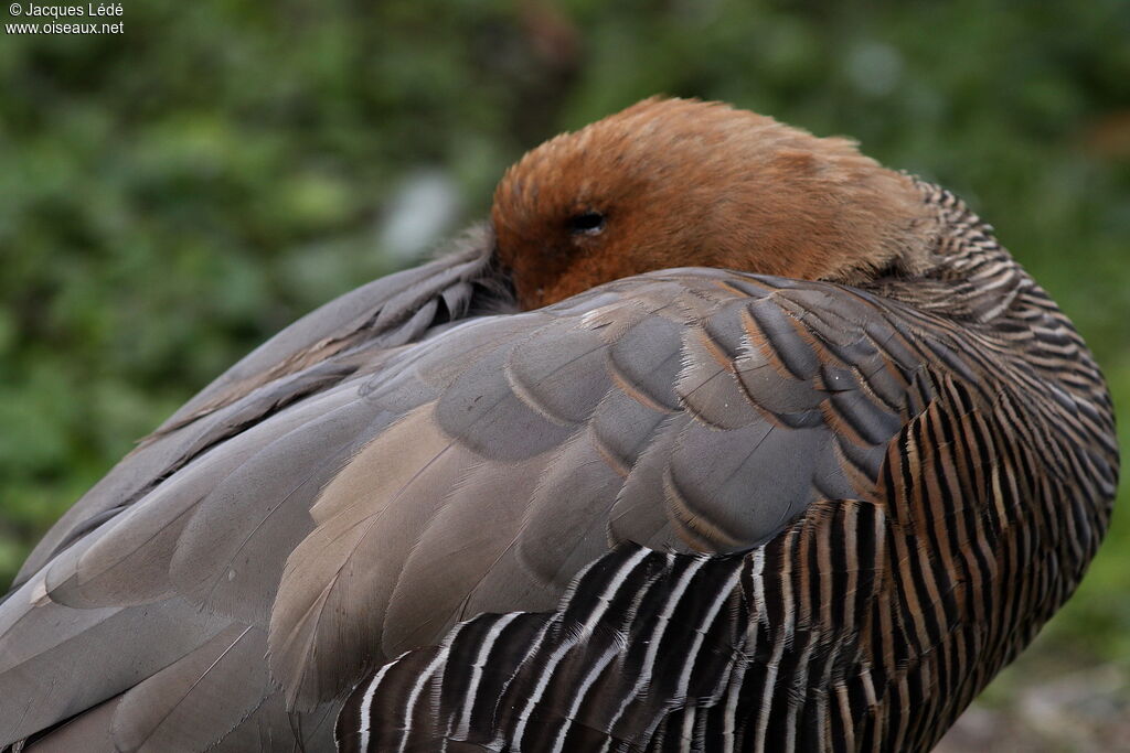 Upland Goose