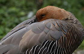 Upland Goose