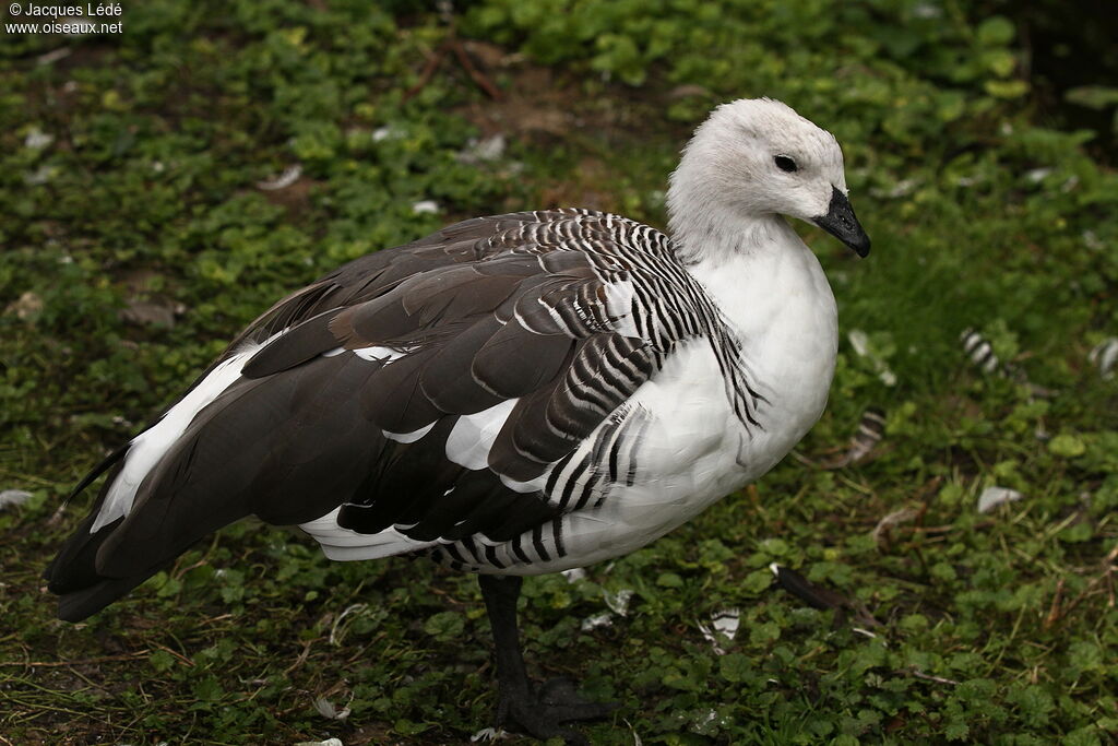 Upland Goose